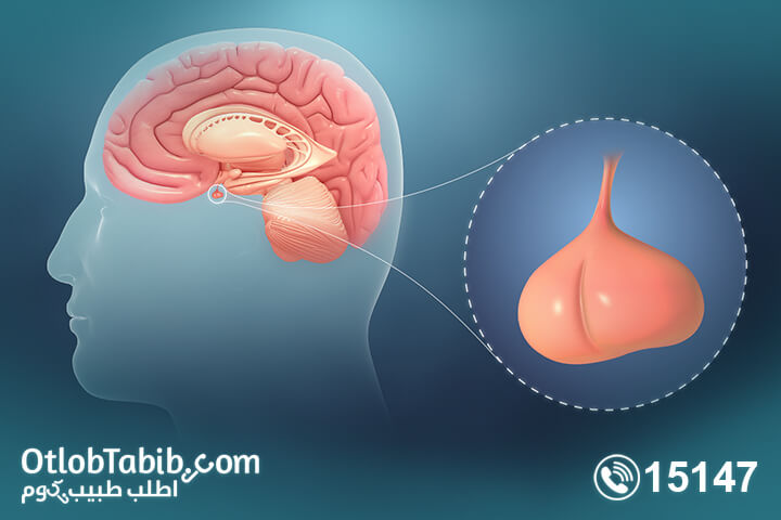 The relationship between the pituitary gland & menstrual cycle